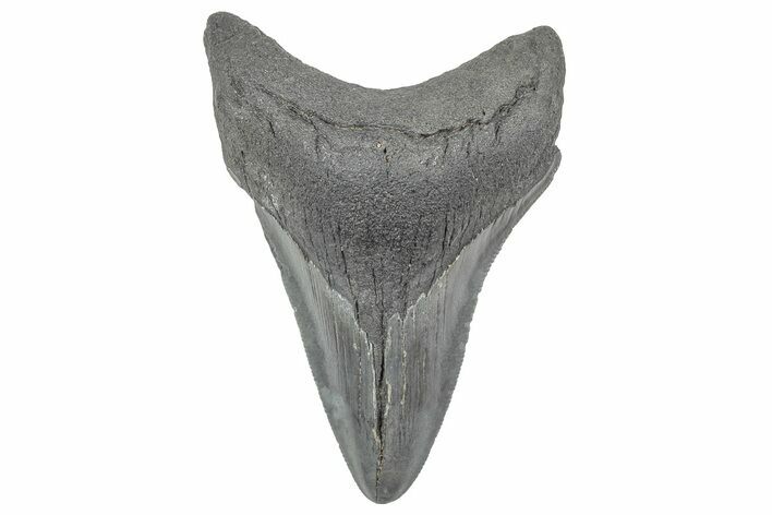 Serrated, Fossil Megalodon Tooth - South Carolina #236297